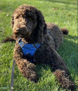 Standard Chocolate F1B Labradoodle Listing Image