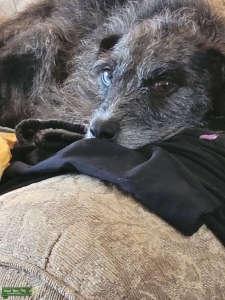 Toy huskypoo looking for mate Listing Image