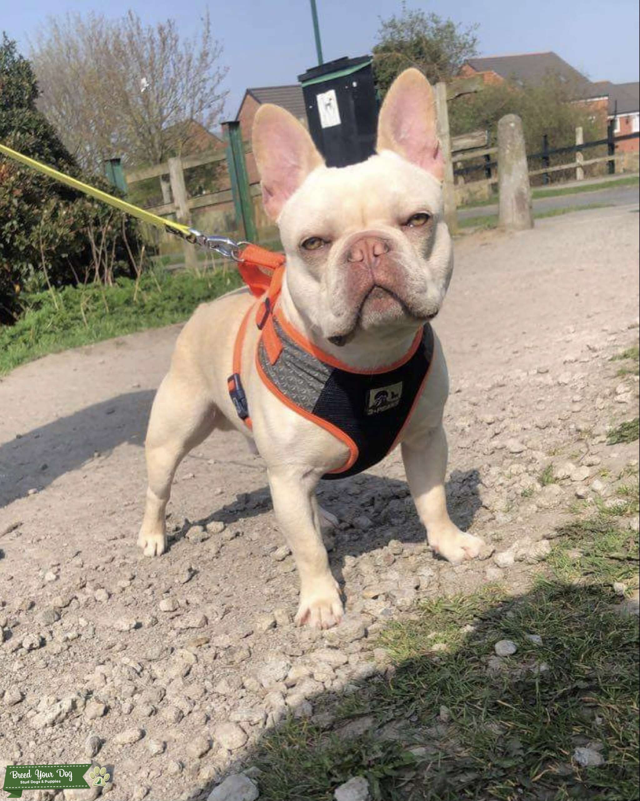 Health tested platinum stud Stud Dog Guisborough Breed Your Dog