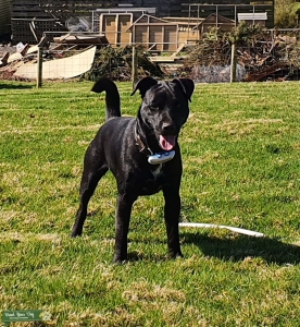 Patterdale stud Listing Image