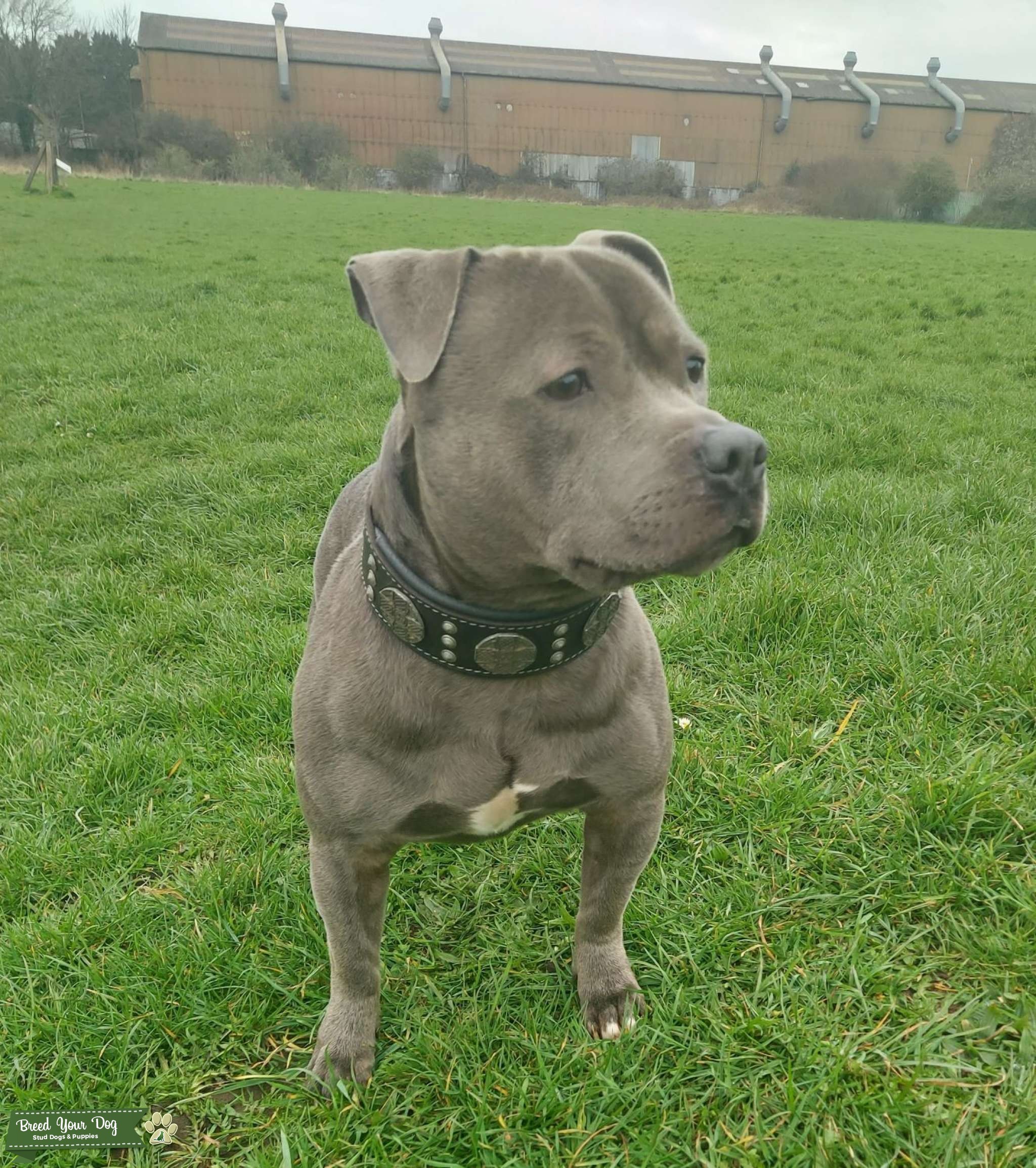 Why Are Dogs Kc Registered