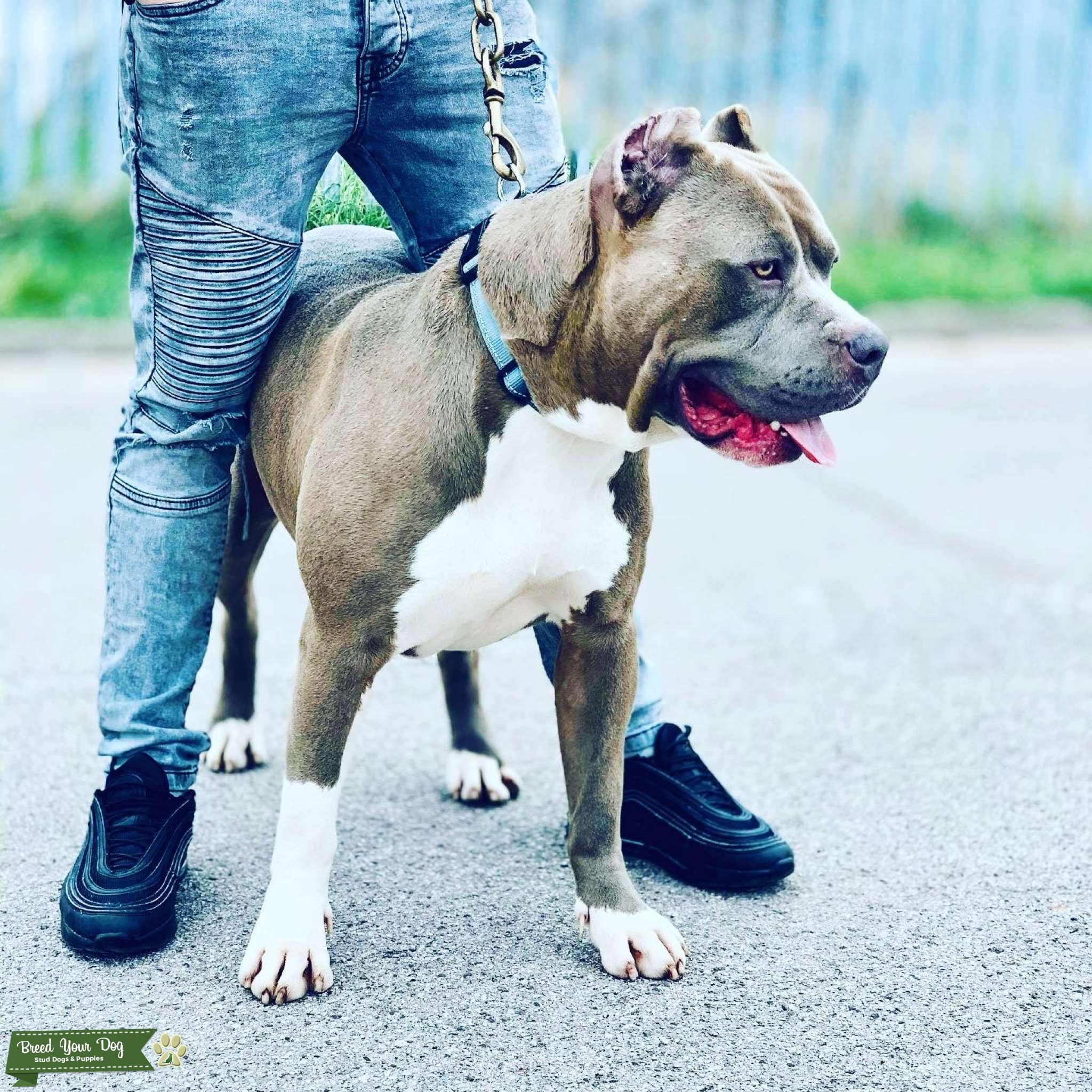 XL Bully for Stud Stud Dog in Barnsley , the United States Breed