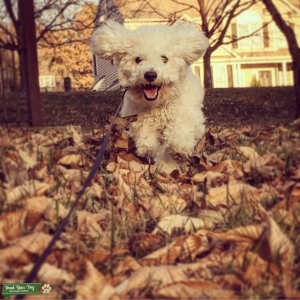 Male Bichon Listing Image