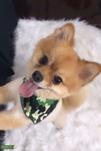 Fox Faced Pomeranian Stud Listing Image