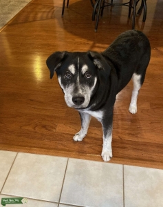 Lab/Husky for Stud Listing Image