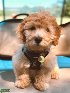 Mini Goldenshihpoo (18.5lb) Stud - loving companion, playfulness of a retriever, intelligence of a poodle, loyalty of a shih tzu Listing Image