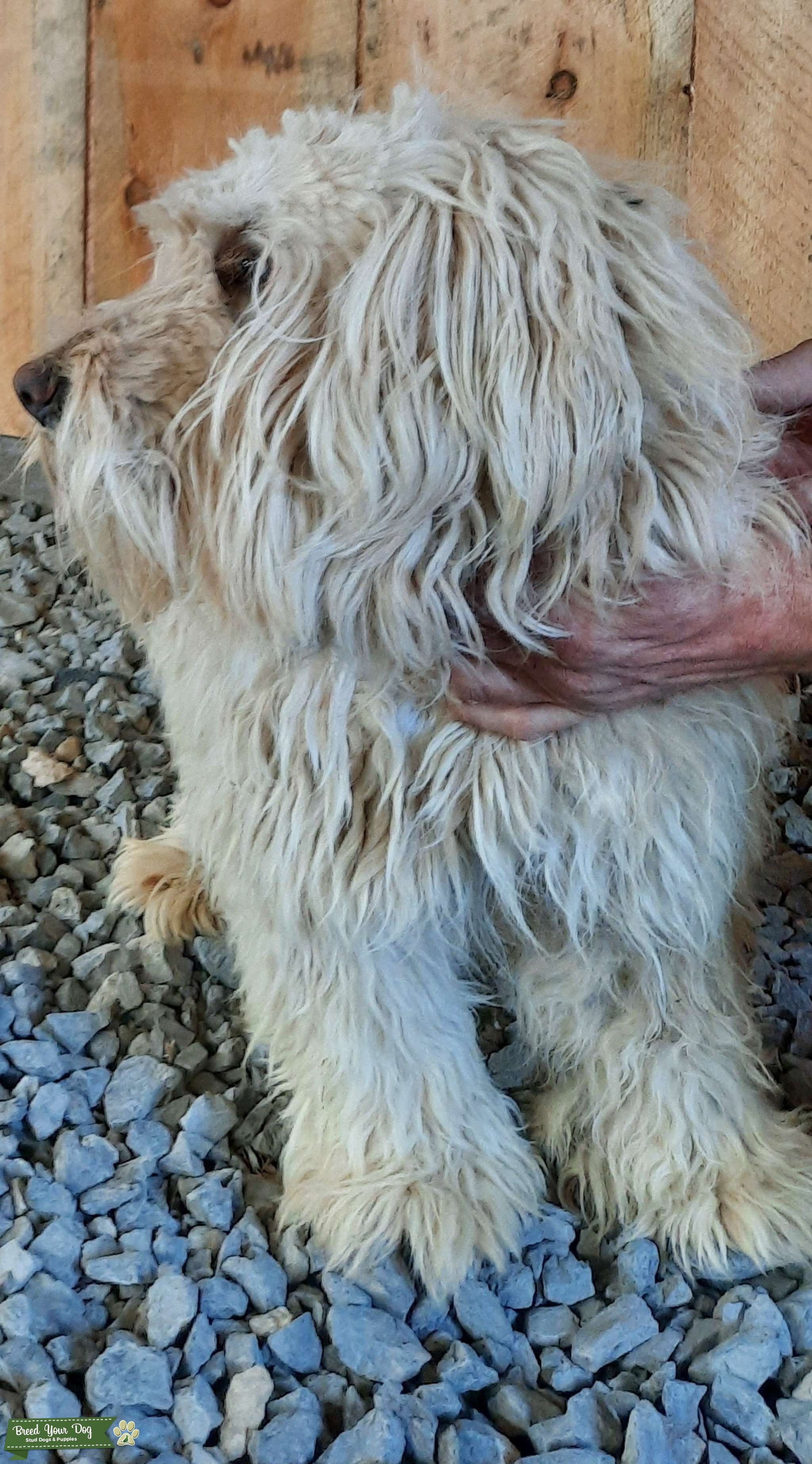 Stud service Stud Dog in PA, the United States Breed Your Dog