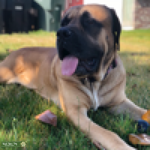 ENGLISH MASTIFF STUD  Listing Image