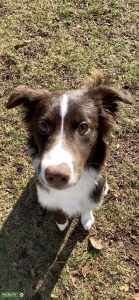 Female wanted for breeding  Listing Image