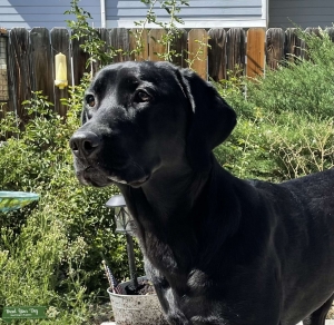 Female Black Lab AKC registered Listing Image