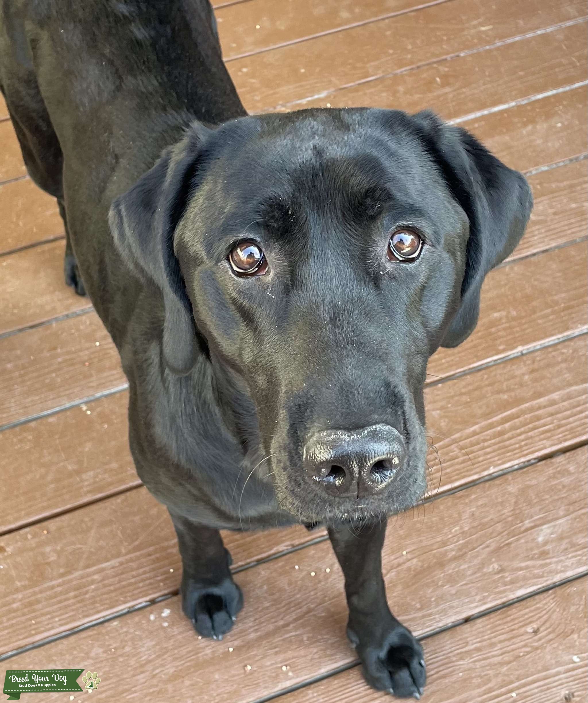 Female Black Lab AKC registered Stud Dog in CO, the United States