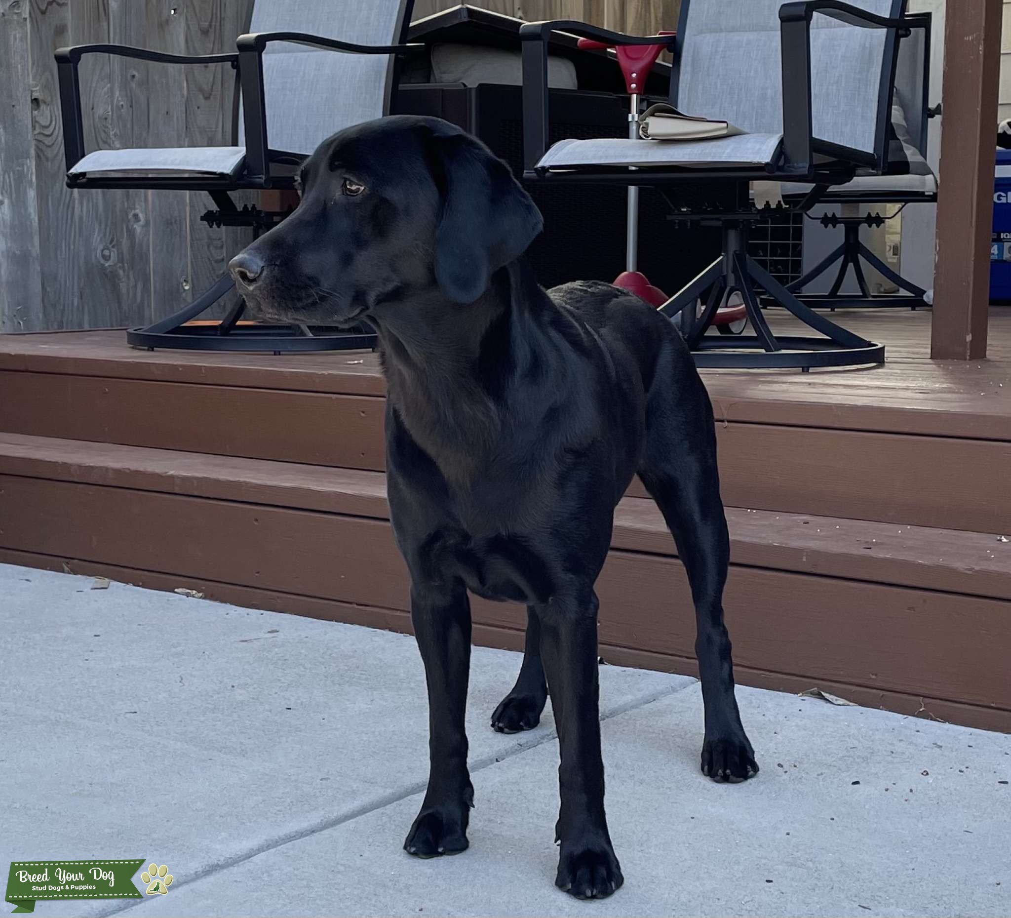 Female Black Lab AKC registered Stud Dog in CO, the United States
