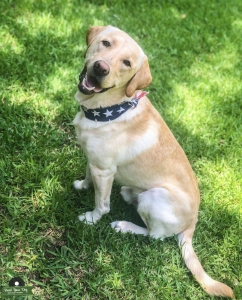 AKC Registered Yellow Male Lab Listing Image