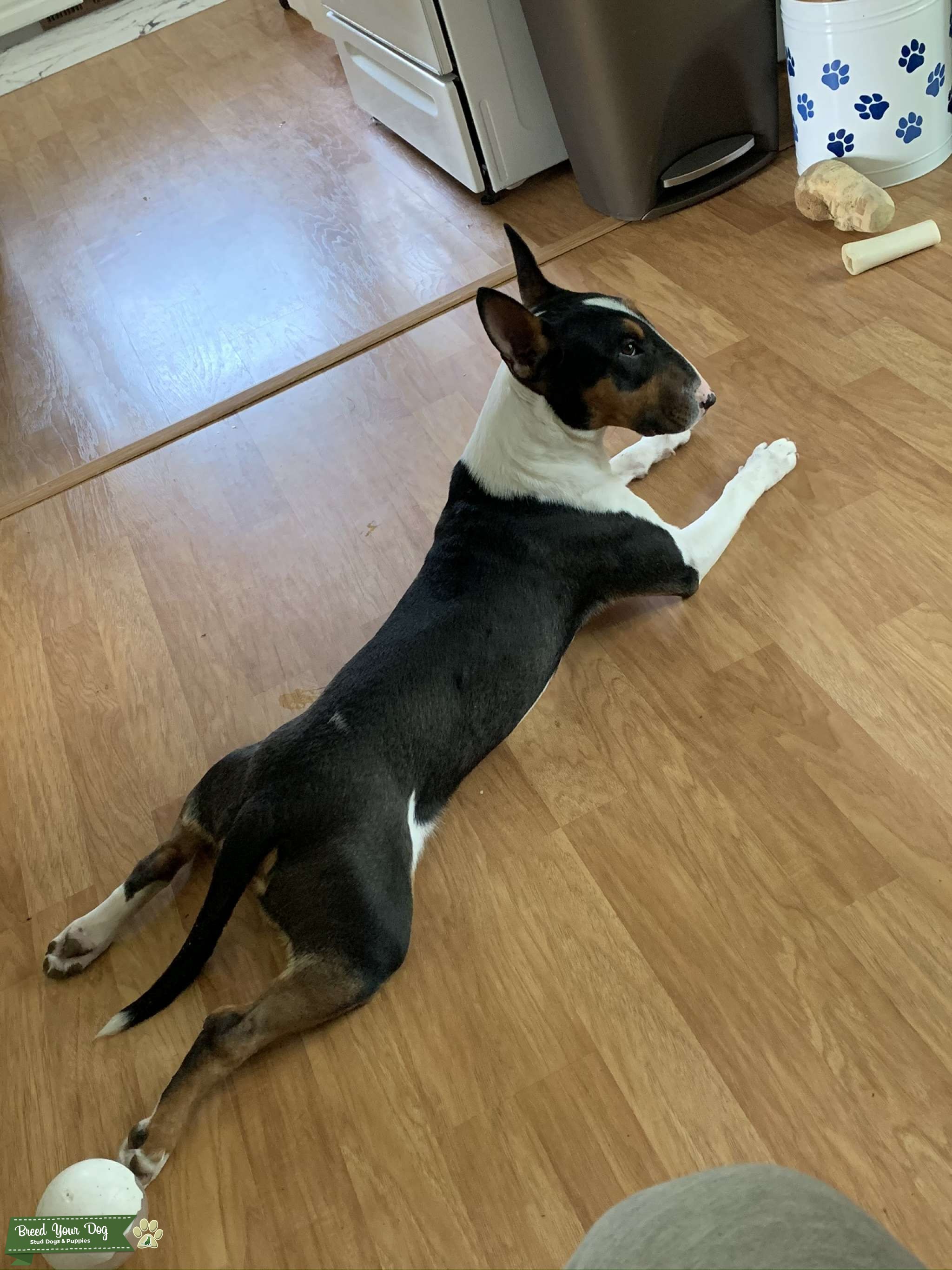 Stud Stud Dog in Midwest Michigan , the United States Breed Your Dog