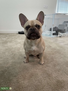 FRENCH BULLDOG WITH 1 MIL+ FOLLOWERS FOR STUD Listing Image