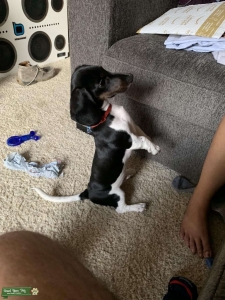 Mini doxie Listing Image