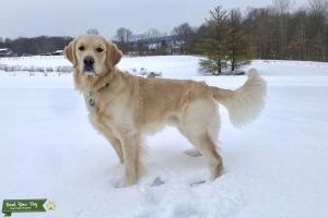 Stud dog available  Listing Image