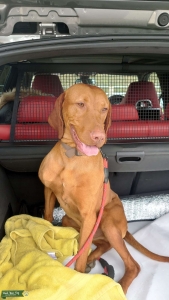 Stunning Hungarian vizsla  Listing Image
