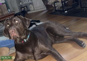 Chocolate Lab  Listing Image