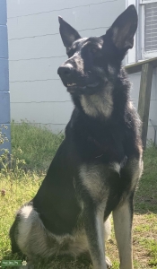 Silver sable German shepherd ready by 2022 Listing Image