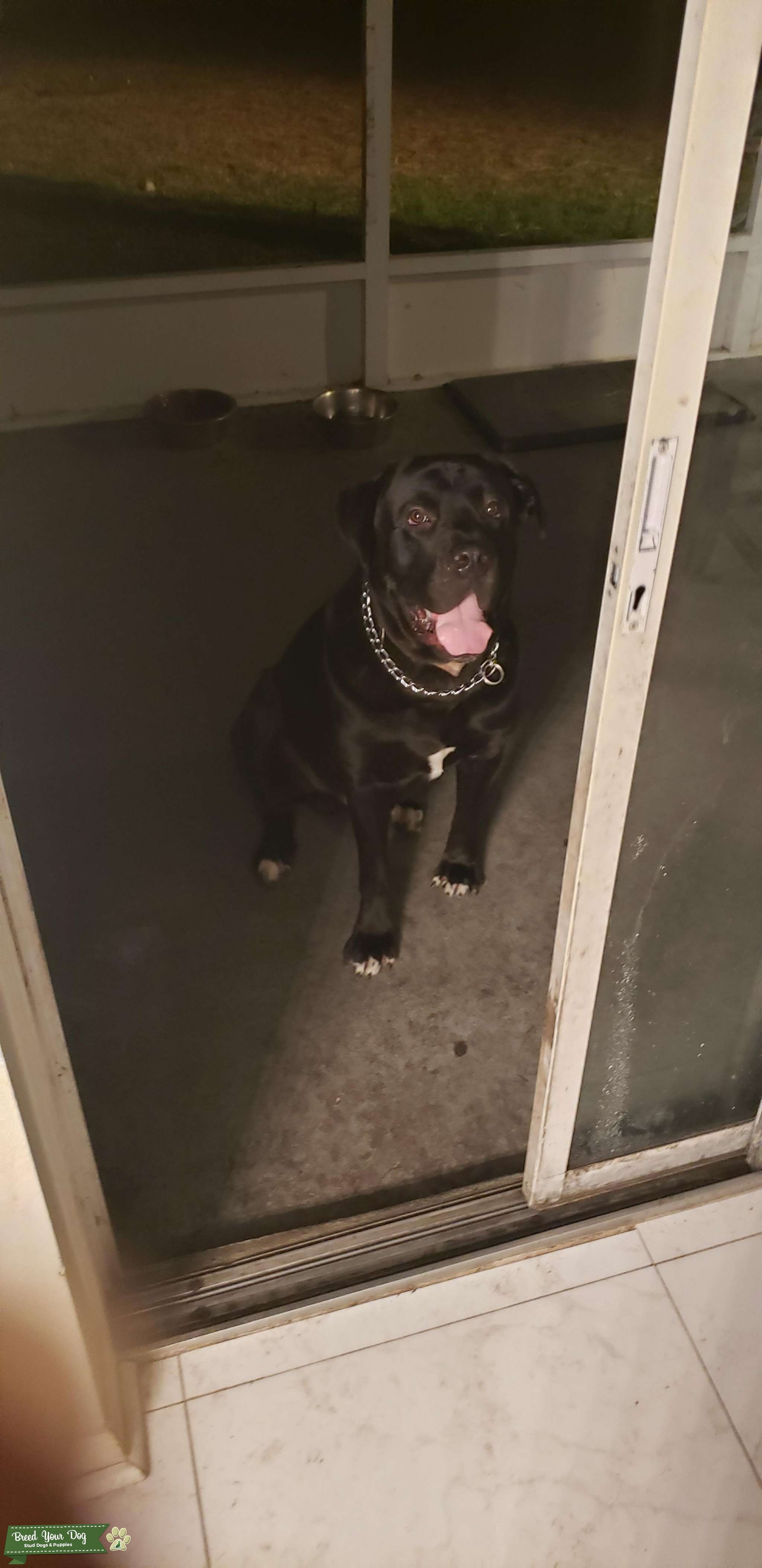 Champion breed Stud Dog FL Breed Your Dog