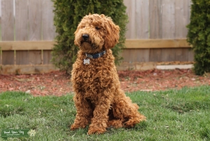 AKC Red Moyen Poodle Stud Listing Image