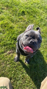 Grey frenchie with greenish/gray eyes  Listing Image
