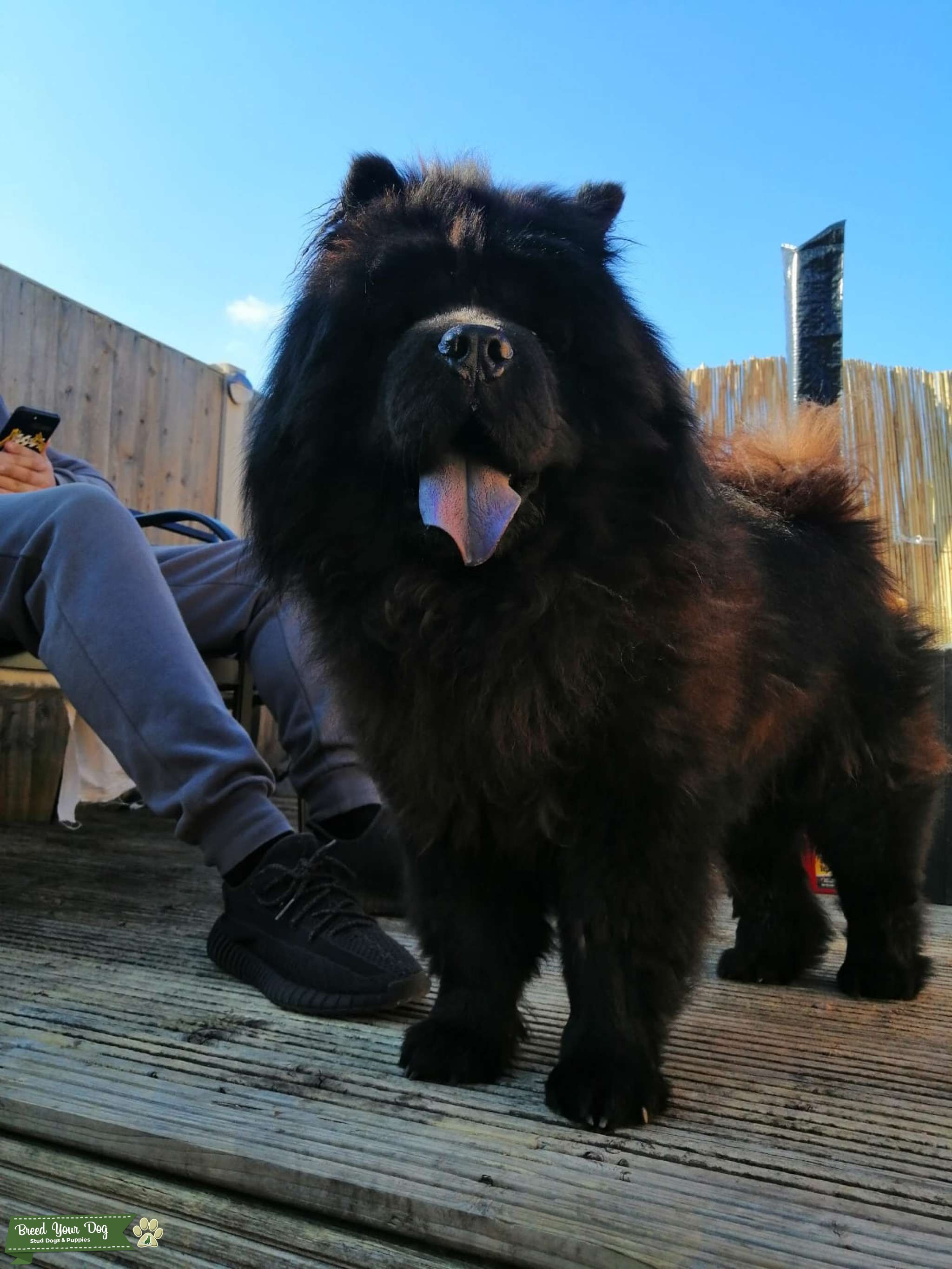Kc registered chow chow Stud Dog in West midland , Guernsey Breed