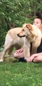 Golden Retriever Listing Image