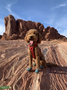 Golden doodle ready to mate  Listing Image
