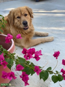 Large Pure Breed Golden  Listing Image