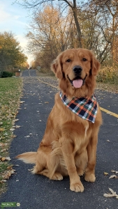 Golden Retriever Male - proven stud Listing Image