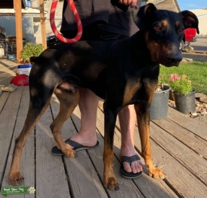 Stud Service! Doberman Pincherman Listing Image