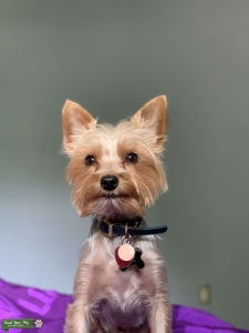 Yorkie Stud Listing Image