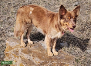 Border/Aussie/Heeler mix looking for a Border Collie or Aussie stud Listing Image