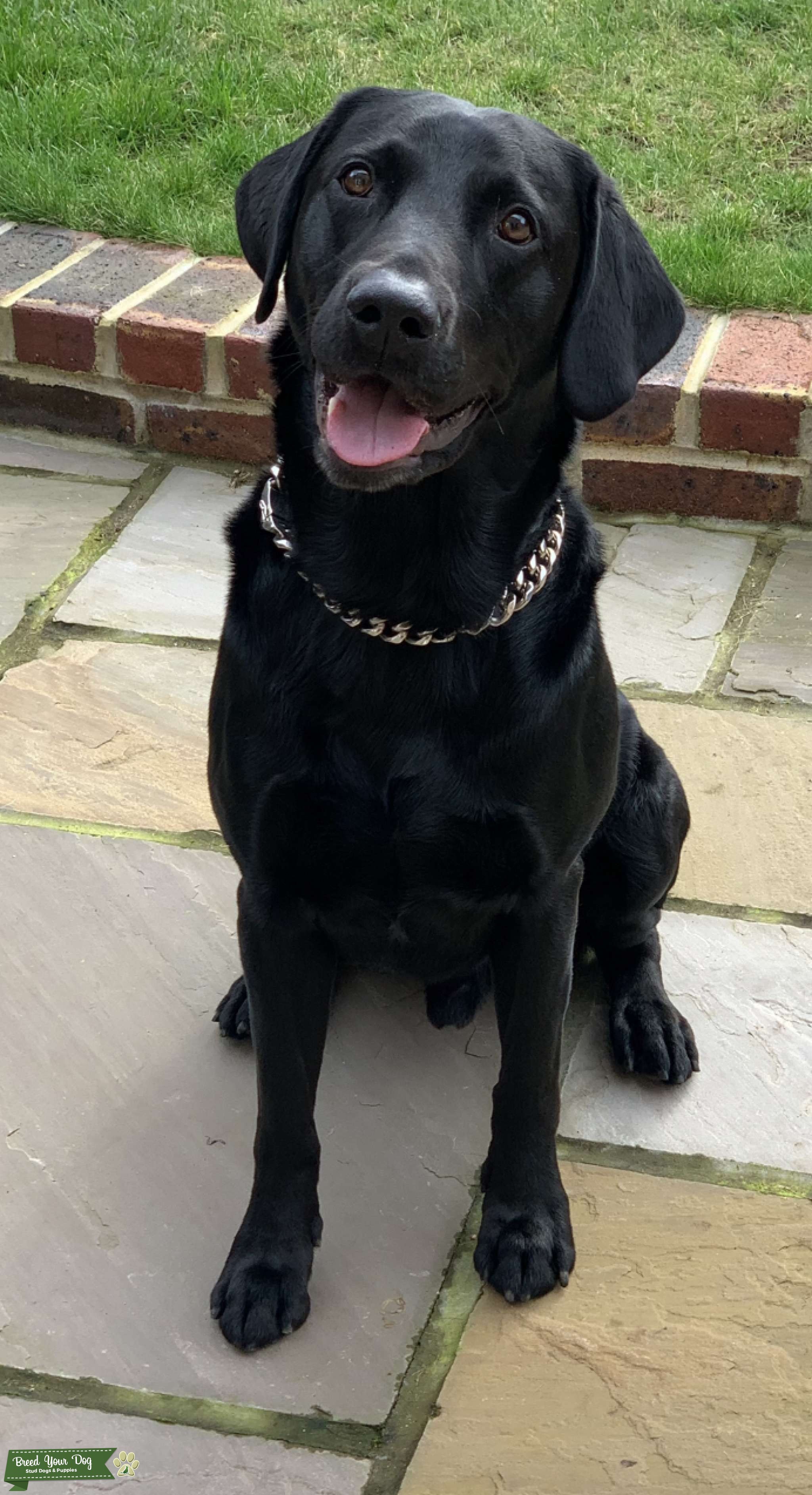 Black Labrador Stud Dog in Harlow Essex , the United States Breed