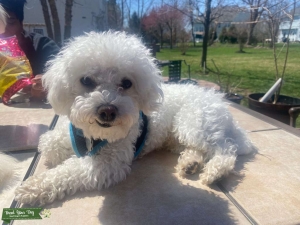 Bichon Frise Pure bred Listing Image