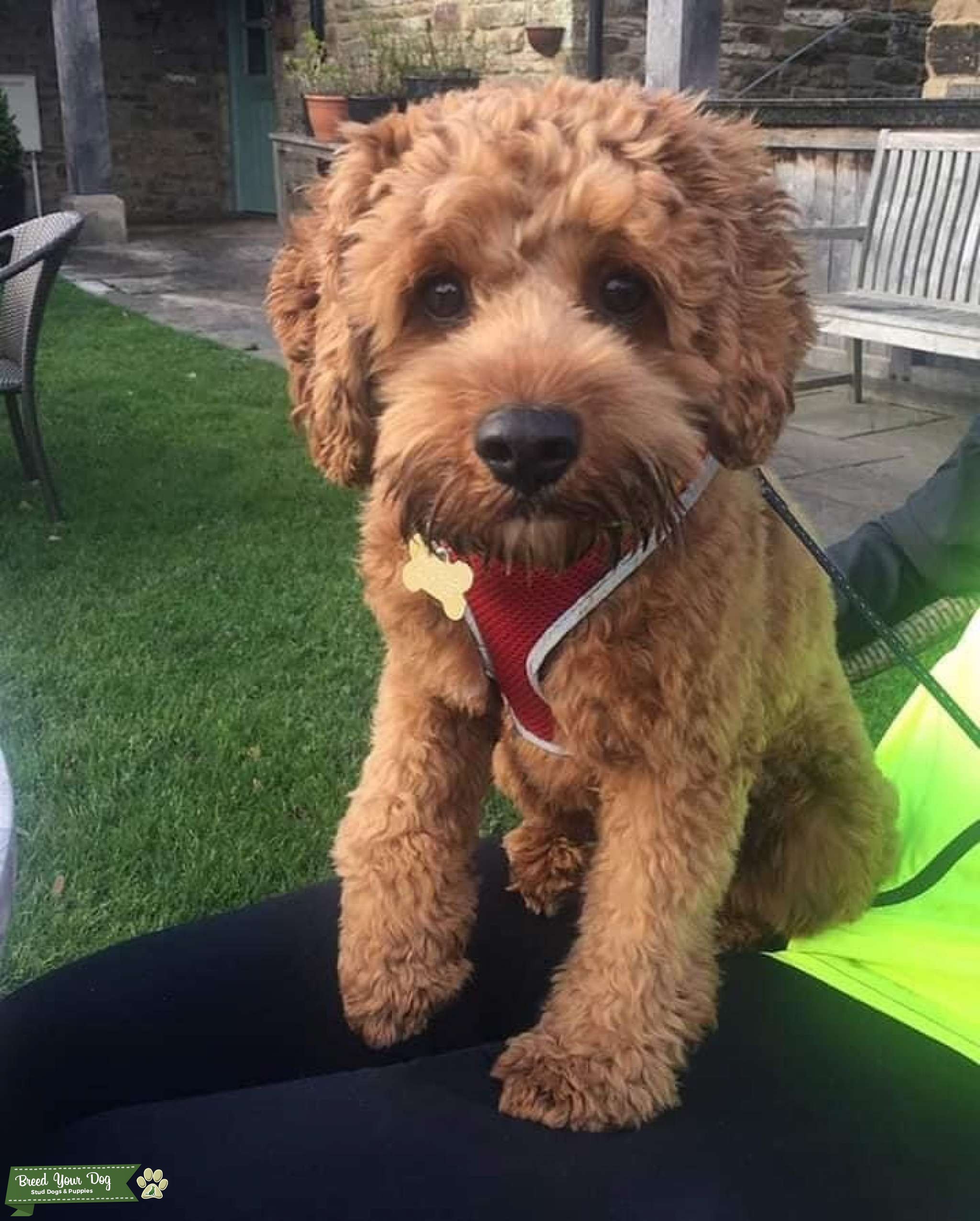 Handsome F1 Red Cavapoo for Stud Stud Dog in Durham , United Kingdom
