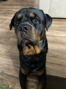 23 month old male Rott Listing Image