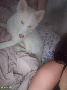 Siberian Husky Listing Image