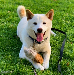 Cream Shiba Inu  Listing Image