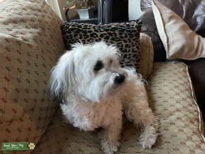 White Havanese (sable when a puppy) Listing Image