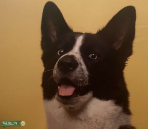Female Akita/Siberian Husky Looking for Stud Listing Image