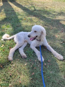 Apricot Standard Poodle- AKC- OFA- Genetics Listing Image