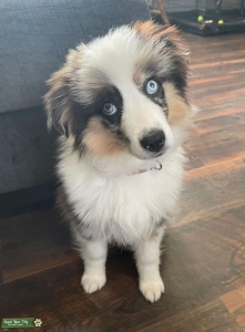 Miniature Australian Shepherd Listing Image