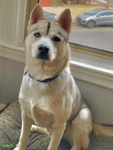 Husky Stud Seeking Girlfriend Listing Image