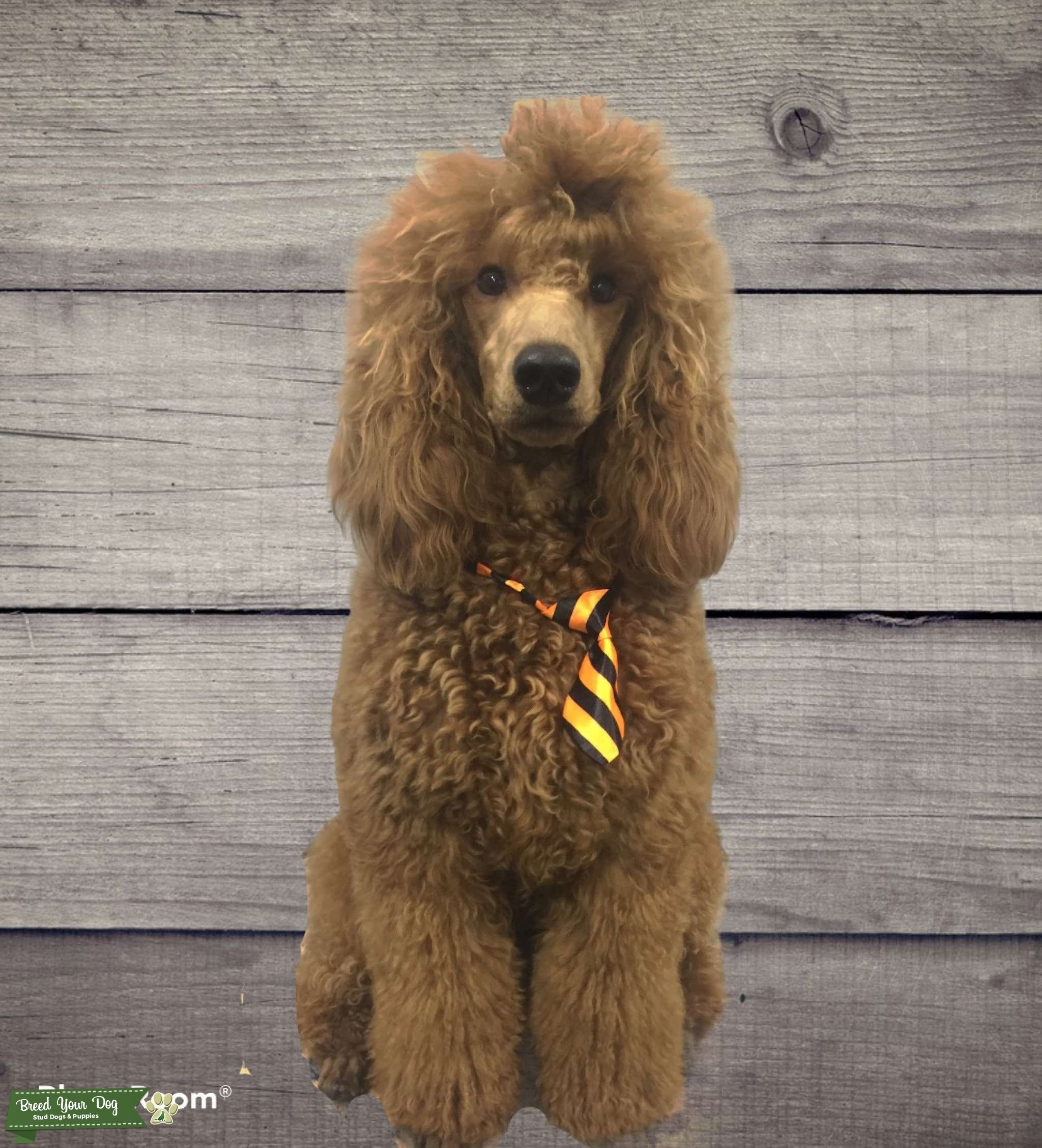 Fully health tested KC mini Red Poodle STUD Stud Dog in Hertfordshire