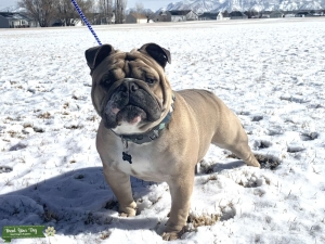 Fawn English Bulldog  Listing Image