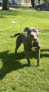 Two Year Old Blue Nose Pit Listing Image
