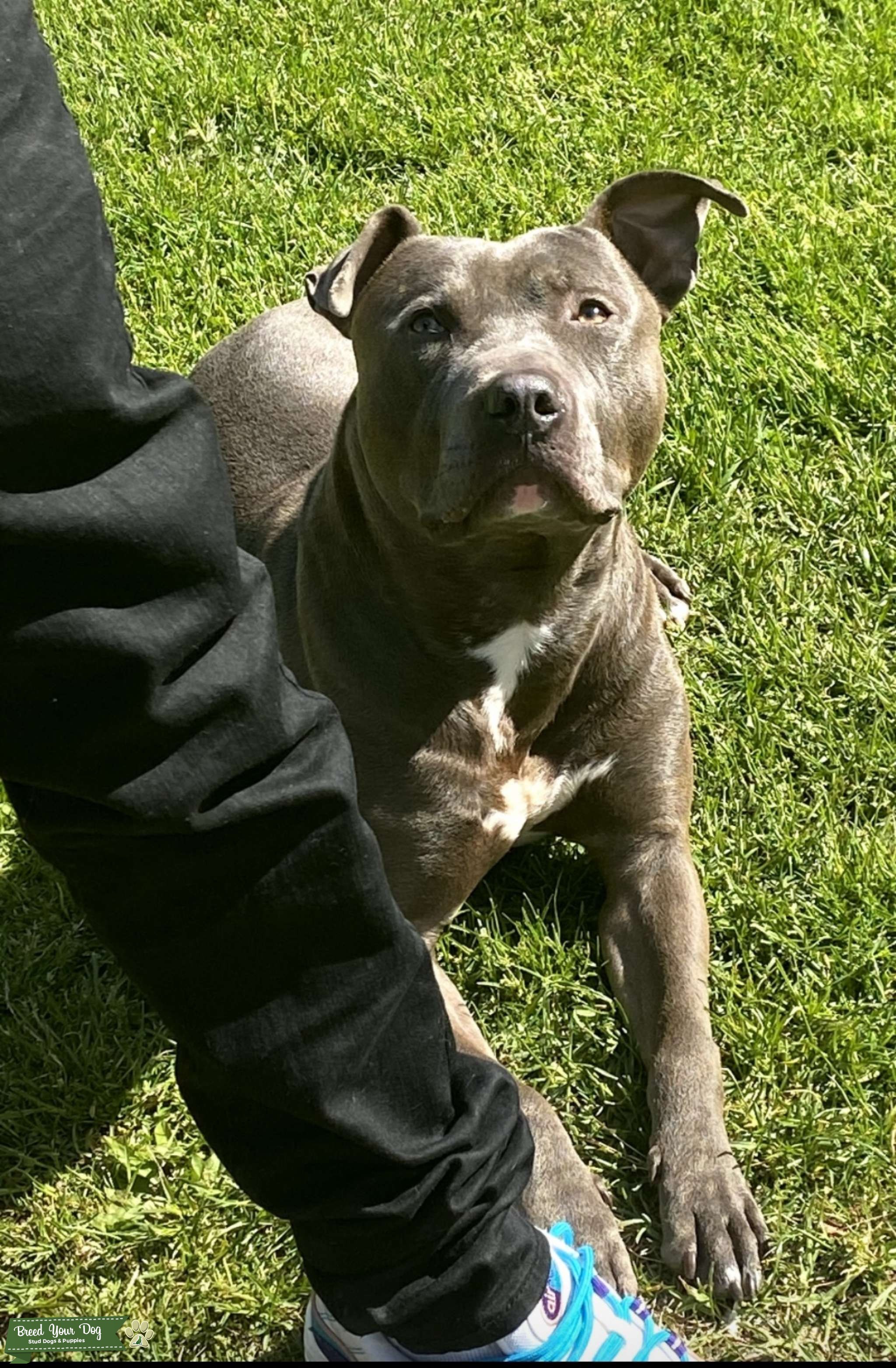 Stud Dog - Two Year Old Blue Nose Pit - Breed Your Dog